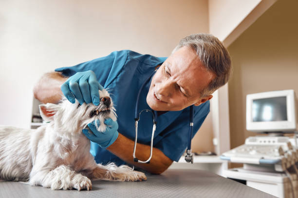  Dunnstown, PA Emergency Dentist Pros